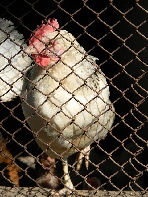 的顶尖球星 的顶尖球星